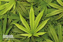 Lade das Bild in den Galerie-Viewer, dormiente_Hanf